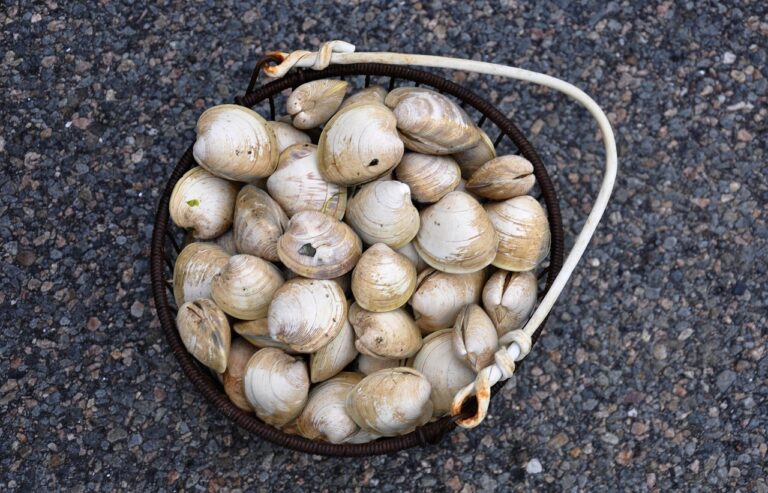 Vongole piene di sabbia in un piatto, pronte per essere spurgate correttamente.